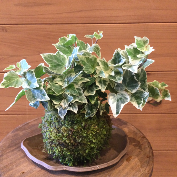 アイビー苔玉 苔玉の通販販売は苔遊 ー 阿賀の苔玉を販売しています アイビー苔玉 苔玉の通販販売は苔遊 ー 阿賀の苔玉を販売しています