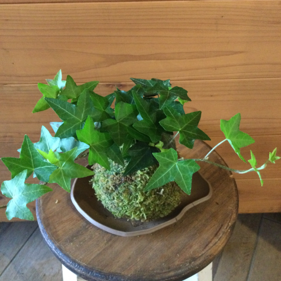 アイビー苔玉 苔玉の通販販売は苔遊 ー 阿賀の苔玉を販売しています アイビー苔玉 苔玉の通販販売は苔遊 ー 阿賀の苔玉を販売しています