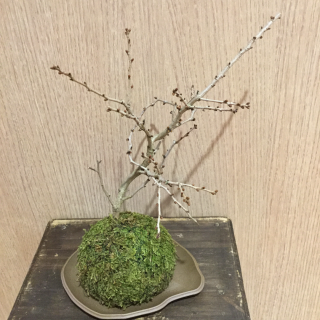 <img class='new_mark_img1' src='https://img.shop-pro.jp/img/new/icons50.gif' style='border:none;display:inline;margin:0px;padding:0px;width:auto;' />ٻκݶ