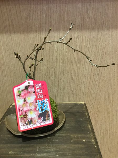 御殿場桜苔玉 - 苔玉の通販販売は苔遊 ー 阿賀の苔玉を販売し