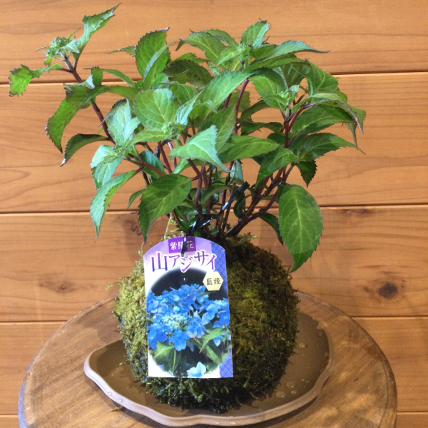 山アジサイ 藍姫 苔玉 苔玉の通販販売は苔遊 ー 阿賀の苔玉を販売しています 山アジサイ 藍姫 苔玉 苔玉の通販販売は苔遊 ー 阿賀の苔玉を販売しています