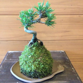 苔玉の通販販売は苔遊 ー 阿賀の苔玉を販売しています 苔玉の通販販売は苔遊 ー 阿賀の苔玉を販売しています
