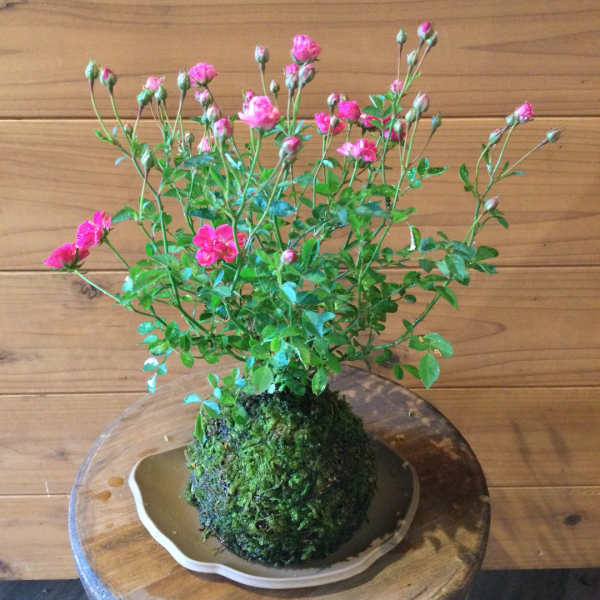 姫バラ ワンダーファイブ 苔玉 苔玉の通販販売は苔遊 ー 阿賀の苔玉を販売しています 姫バラ ワンダーファイブ 苔玉 苔玉の通販販売は苔遊 ー 阿賀の苔玉を販売しています