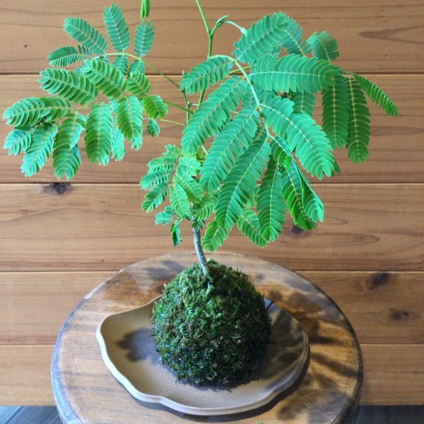 ネムの木苔玉 - 苔玉の通販販売は苔遊 ー 阿賀の苔玉を販売しています ネムの木苔玉 - 苔玉の通販販売は苔遊 ー 阿賀の苔玉を販売しています
