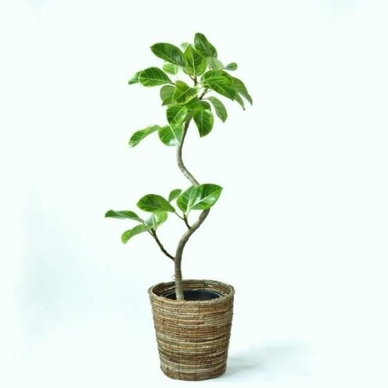 観葉植物 開店祝い 移転祝い 新築祝い 京都 観葉植物 開店祝い 移転祝い 新築祝い 京都