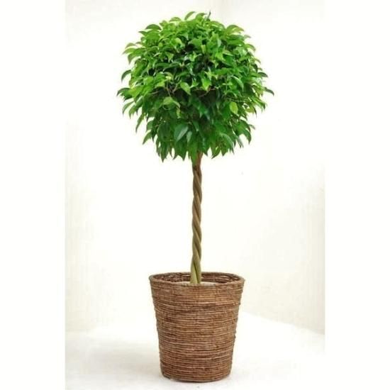 観葉植物 開店祝い 移転祝い 新築祝い 京都 観葉植物 開店祝い 移転祝い 新築祝い 京都