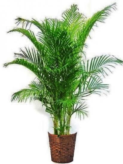 京都の観葉植物専門店 花えん 京都市 観葉の通販 配達 京都の観葉植物専門店 花えん 京都市 観葉の通販 配達