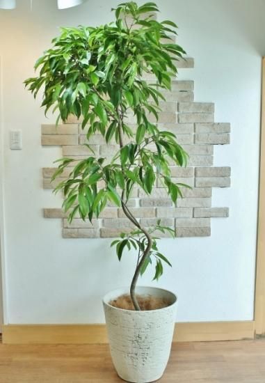 (引き取り限定) アムステルダムキング　外鉢付き　180cm 京都の観葉植物専門店「花えん」京都市・観葉の通販・配達