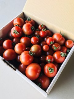 MARUMOトマト宝石箱・梅