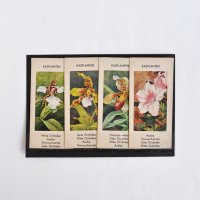 オランダ　植物のカード４枚セット＜KASPLANTEN＞
