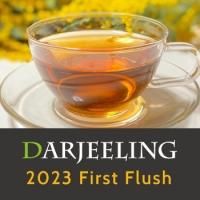 2023�ե������ȥե�å���