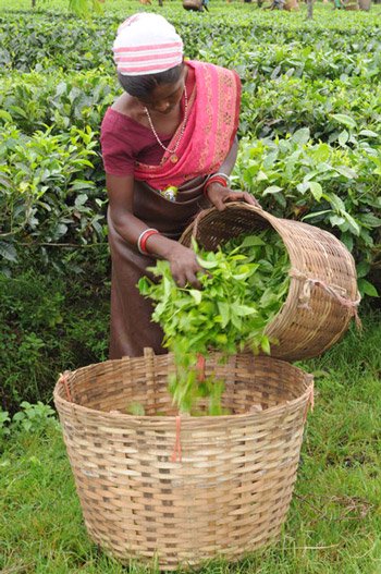 茶葉の収穫