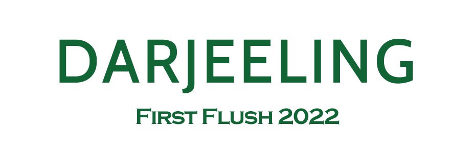 ダージリン,ファーストフラッシュ,FrirstFlush,2022,2022年