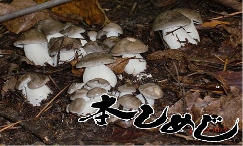 国産】【天然きのこ（キノコ）】 本しめじ（大黒しめじ）200g 【秋の味覚】 - 奥会津旬彩館