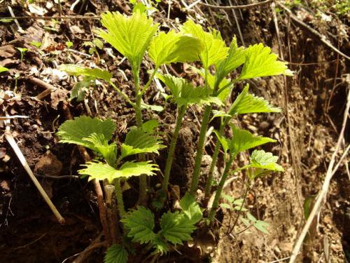 国産 天然山菜 あいこ アイコ えら みやまいらくさ 300g 21年5月10日頃からご注文順にお届け 奥会津旬彩館