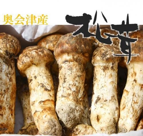 129 天然きのこ 国産天然松茸 1キロ まつたけ マツタケ きのこ キノコ