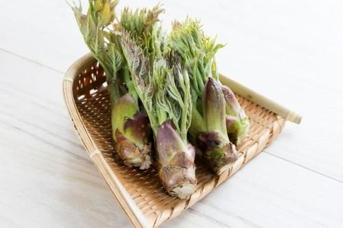 国産天然山菜 タラの芽（たらの芽）500g 【数量限定】2023年4月20日頃