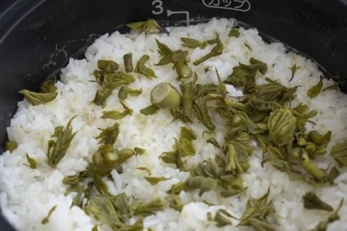 国産天然山菜 タラの芽（たらの芽）500g 【数量限定】2025年4月