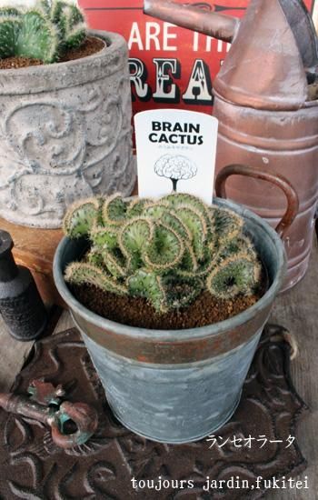 脳みそサボテン1 - 広島の多肉とサボテンと観葉植物・ガーデン雑貨の
