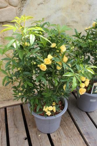 モッコウバラ 黄色 5号 広島の多肉とサボテンと観葉植物 ガーデン雑貨の通販専門店 Toujours Jardin Fukitei トゥージュール ジャルダン フウキテイ モッコウバラ 黄色 5号 広島の多肉とサボテンと観葉植物 ガーデン雑貨の通販専門店 Toujours Jardin Fukitei トゥージュール ジャルダン フウキテイ