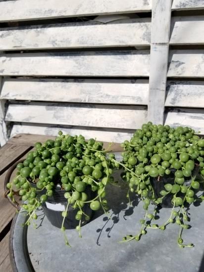 グリーンネックレス 3号 広島の多肉とサボテンと観葉植物 ガーデン雑貨の通販専門店 Toujours Jardin Fukitei トゥージュール ジャルダン フウキテイ グリーンネックレス 3号 広島の多肉とサボテンと観葉植物 ガーデン雑貨の通販専門店 Toujours Jardin Fukitei トゥージュール ジャルダン フウキテイ