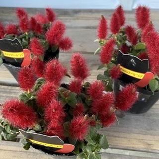 キャットテール（アカリファベニヒモノキ） 育て方｜観葉植物