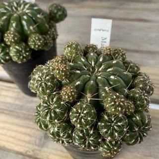 サボテン J サボテン・短刺金鯱 4号 | 日本ライン花木センター