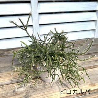 リプサリス 3.5号 1グループ - 広島の多肉とサボテンと観葉植物・ガーデン雑貨の通販専門店-toujours jardin,  fukitei（トゥージュール・ジャルダン・フウキテイ）