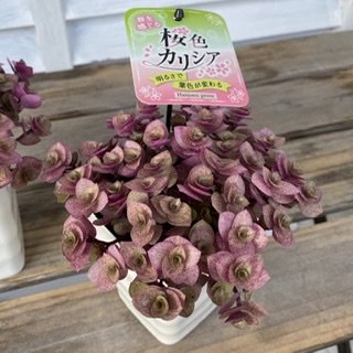 桜色カリシア(3.5号) - 広島の多肉とサボテンと観葉植物・ガーデン雑貨