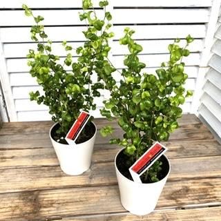 柱サボテン 5号サイズ - 広島の多肉とサボテンと観葉植物