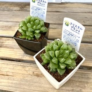 ϥڥ꡼ʥꥹץ3.5ѡ