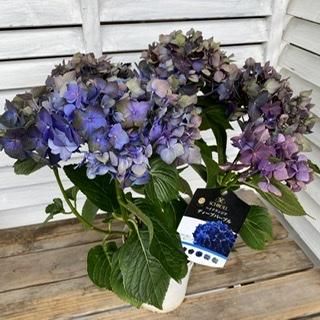 秋色アジサイ ディープパープル 5号 広島の多肉とサボテンと観葉植物 ガーデン雑貨の通販専門店 Toujours Jardin Fukitei トゥージュール ジャルダン フウキテイ 秋色アジサイ ディープパープル 5号 広島の多肉とサボテンと観葉植物 ガーデン雑貨の通販専門店 Toujours Jardin Fukitei トゥージュール ジャルダン フウキテイ