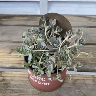 多肉植物 子持ち蓮華 荷車入り 子持ち蓮華（2.5号） - 広島の多肉とサボテンと観葉植物・ガーデン雑貨