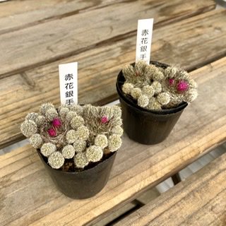 サボテン・赤花銀手毬(2号) - 広島の多肉とサボテンと観葉植物・ガーデン雑貨の通販専門店-toujours jardin,  fukitei（トゥージュール・ジャルダン・フウキテイ）