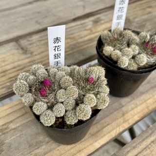 サボテン・赤花銀手毬(2号) - 広島の多肉とサボテンと観葉植物・ガーデン雑貨の通販専門店-toujours jardin,  fukitei（トゥージュール・ジャルダン・フウキテイ）