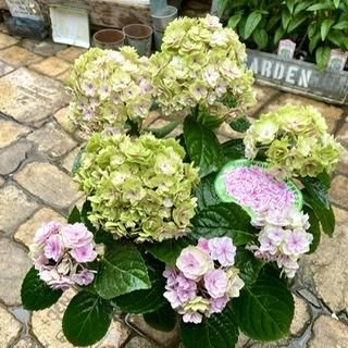 秋色アジサイ プリンセスシャーロット 5号 ピンク 広島の多肉とサボテンと観葉植物 ガーデン雑貨の通販専門店 Toujours Jardin Fukitei トゥージュール ジャルダン フウキテイ 秋色アジサイ プリンセスシャーロット 5号 ピンク 広島の多肉とサボテンと観葉植物 ガーデン雑貨の通販専門店 Toujours Jardin Fukitei トゥージュール ジャルダン フウキテイ