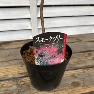 スモークツリー・レッド（ルビーハート）(4.5号or5号) - 広島の多肉とサボテンと観葉植物・ガーデン雑貨の通販専門店-toujours  jardin, fukitei（トゥージュール・ジャルダン・フウキテイ）