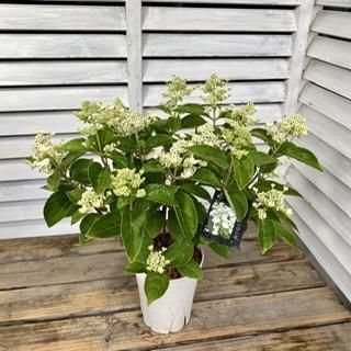 アジサイ属 ダルマノリウツギ 5号 広島の多肉とサボテンと観葉植物 ガーデン雑貨の通販専門店 Toujours Jardin Fukitei トゥージュール ジャルダン フウキテイ アジサイ属 ダルマノリウツギ 5号 広島の多肉とサボテンと観葉植物 ガーデン雑貨の通販専門店 Toujours Jardin Fukitei トゥージュール ジャルダン フウキテイ