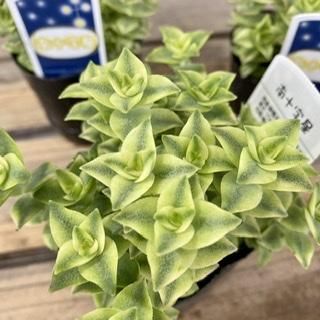 クラッスラ 南十字星 3号 広島の多肉とサボテンと観葉植物 ガーデン雑貨の通販専門店 Toujours Jardin Fukitei トゥージュール ジャルダン フウキテイ クラッスラ 南十字星 3号 広島の多肉とサボテンと観葉植物 ガーデン雑貨の通販専門店 Toujours Jardin Fukitei トゥージュール ジャルダン フウキテイ