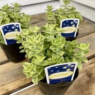 多肉植物　クラッスラ　南十字星　カット3本 多肉植物 クラッスラ 南十字星 カット3本 クラッスラ 南十字星 - 多肉