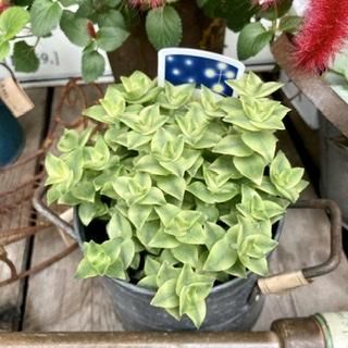 多肉植物　クラッスラ　南十字星　カット3本 多肉植物】クラッスラ 南十字星 | 橋本種苗園