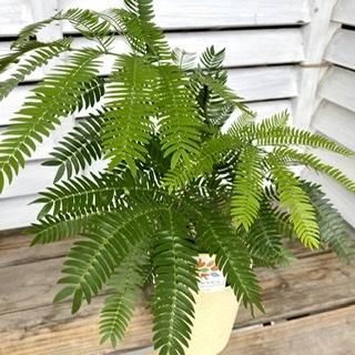 エバーフレッシュ 4号 広島の多肉とサボテンと観葉植物 ガーデン雑貨の通販専門店 Toujours Jardin Fukitei トゥージュール ジャルダン フウキテイ エバーフレッシュ 4号 広島の多肉とサボテンと観葉植物 ガーデン雑貨の通販専門店 Toujours Jardin Fukitei トゥージュール ジャルダン フウキテイ
