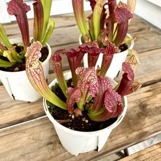 食虫植物・サラセニア(3.5号) - 広島の多肉とサボテンと観葉植物