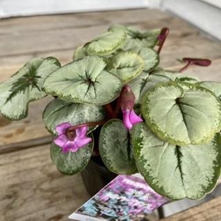 【シルバープリンス コウム 原種シクラメン】シルバーリース寄植え シルバープリンス コウム 原種シクラメン】シルバーリース寄植え