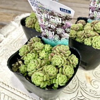 多肉植物 スプリングワンダー×ヒントニー カット苗⑤ rsuganesha.com