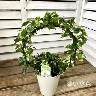 アイビー リース仕立て 4号 広島の多肉とサボテンと観葉植物 ガーデン雑貨の通販専門店 Toujours Jardin Fukitei トゥージュール ジャルダン フウキテイ アイビー リース仕立て 4号 広島の多肉とサボテンと観葉植物 ガーデン雑貨の通販専門店 Toujours Jardin Fukitei トゥージュール ジャルダン フウキテイ