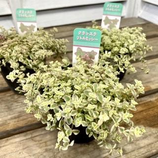 現品のみ❗️モンステラ❤️デリシオーサ　10号鉢 観葉植物 大型 モンステラ デリシオサ 10号 鉢カバー 白 | 移転