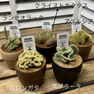 脳みそサボテン（3.5号） - 広島の多肉とサボテンと観葉植物・ガーデン雑貨の通販専門店-toujours jardin,  fukitei（トゥージュール・ジャルダン・フウキテイ）