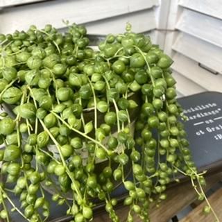 グリーンネックレス 大玉 5号 広島の多肉とサボテンと観葉植物 ガーデン雑貨の通販専門店 Toujours Jardin Fukitei トゥージュール ジャルダン フウキテイ グリーンネックレス 大玉 5号 広島の多肉とサボテンと観葉植物 ガーデン雑貨の通販専門店 Toujours Jardin Fukitei トゥージュール ジャルダン フウキテイ