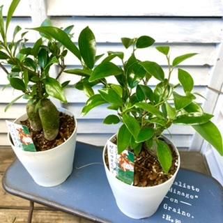 現品のみ❗️モンステラ❤️デリシオーサ　10号鉢 観葉植物 大型 モンステラ デリシオサ 10号 鉢カバー 白 | 移転